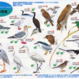 水辺の野鳥〈表面15種〉