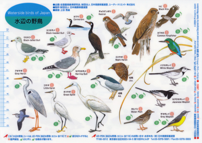 水辺の野鳥〈表面15種〉