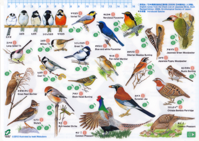 身近な野鳥〈裏面19種〉