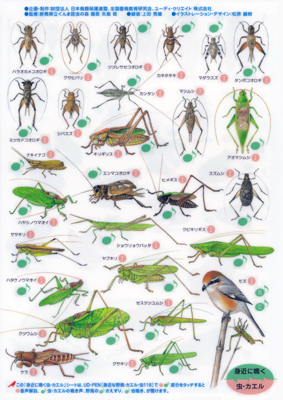 身近に鳴く 虫・カエル〈表面27種〉