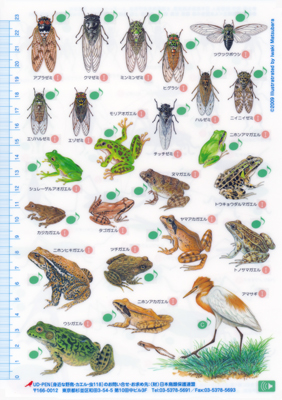 身近に鳴く 虫・カエル〈裏面24種〉