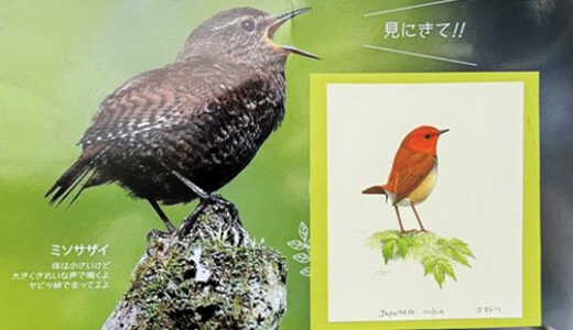2025年4月26日～6月29日　ヤビツ峠周辺の野鳥たち写真展～緑水庵にて