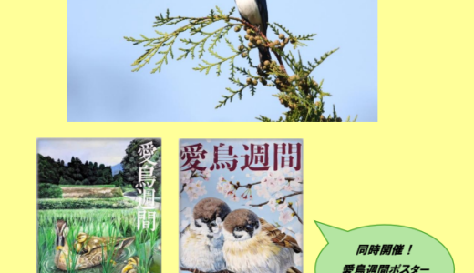 2026年10月13日～10月30日 秦野市本町公民館にて野鳥写真展「ヤビツ峠周辺の野鳥たち」と「愛鳥週間ポスター原画展」を同時開催